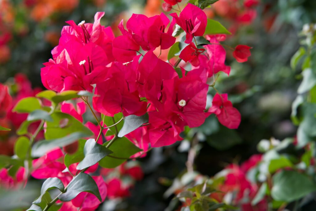 Gold Coast native plants